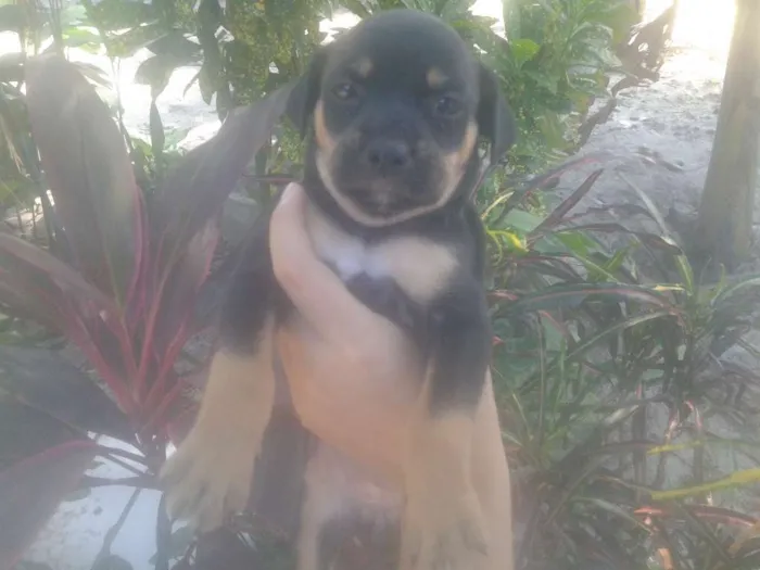 Cachorro ra a Sem raça definida idade Abaixo de 2 meses nome Não possuem nome
