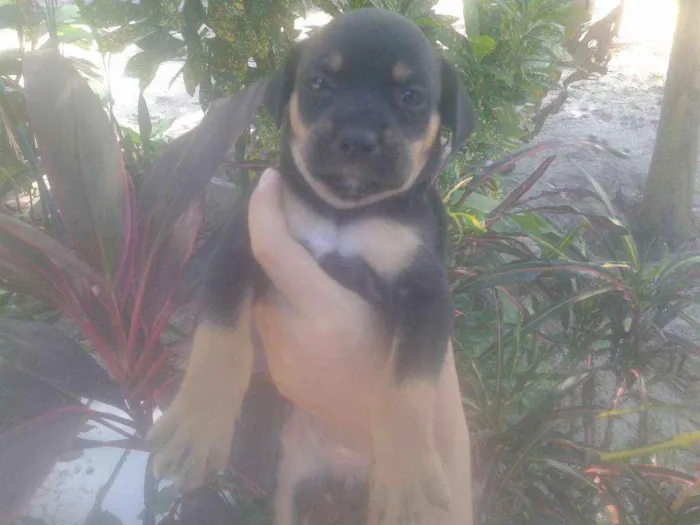 Cachorro ra a Sem raça definida idade Abaixo de 2 meses nome Não possuem nome