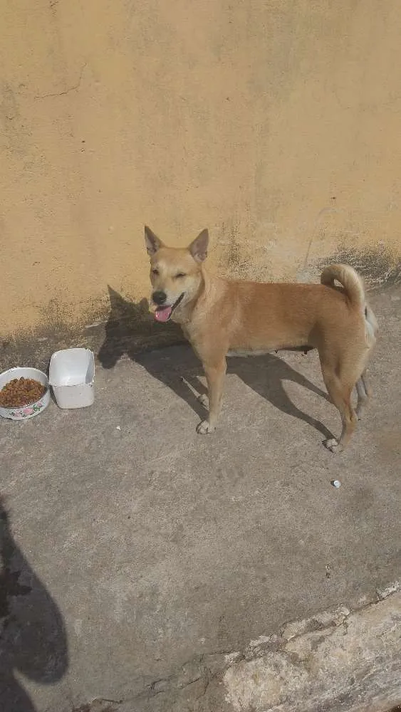 Cachorro ra a Srd idade 1 ano nome Sem nome