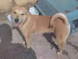 Cachorro raça Srd idade 1 ano nome Sem nome