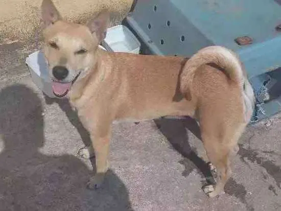 Cachorro ra a Srd idade 1 ano nome Sem nome