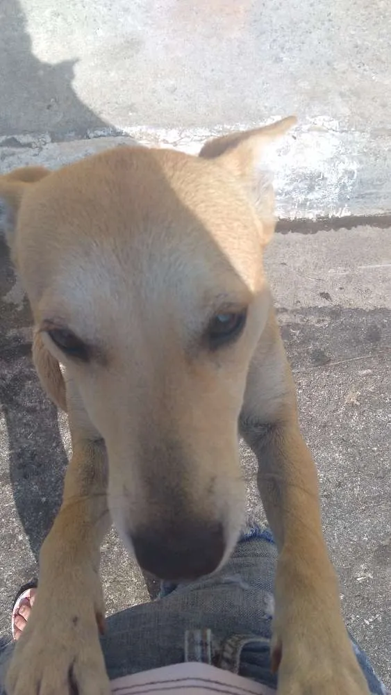 Cachorro ra a Srd idade 1 ano nome Sem nome