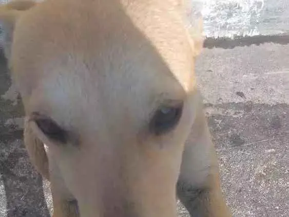 Cachorro ra a Srd idade 1 ano nome Sem nome