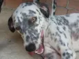 Bela