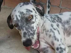 Cachorro raça Dálmata idade 2 anos nome Bela