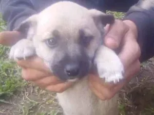Cachorro raça Indefinido idade 2 a 6 meses nome Gurizinho