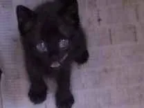 Gato raça SRD idade Abaixo de 2 meses nome Sem Nome
