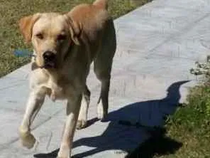 Cachorro raça labrador idade 2 anos nome Thor GRATIFICA