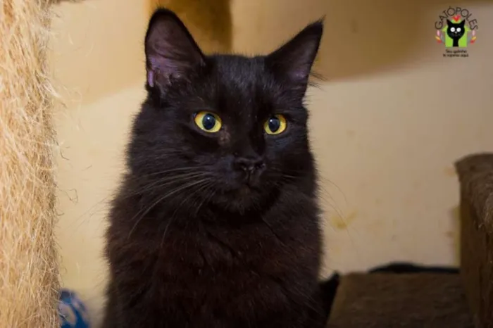 Gato ra a  idade 2 anos nome Melão
