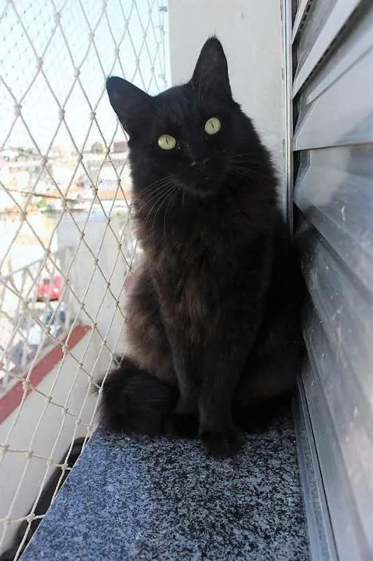 Gato ra a  idade 2 anos nome Melão