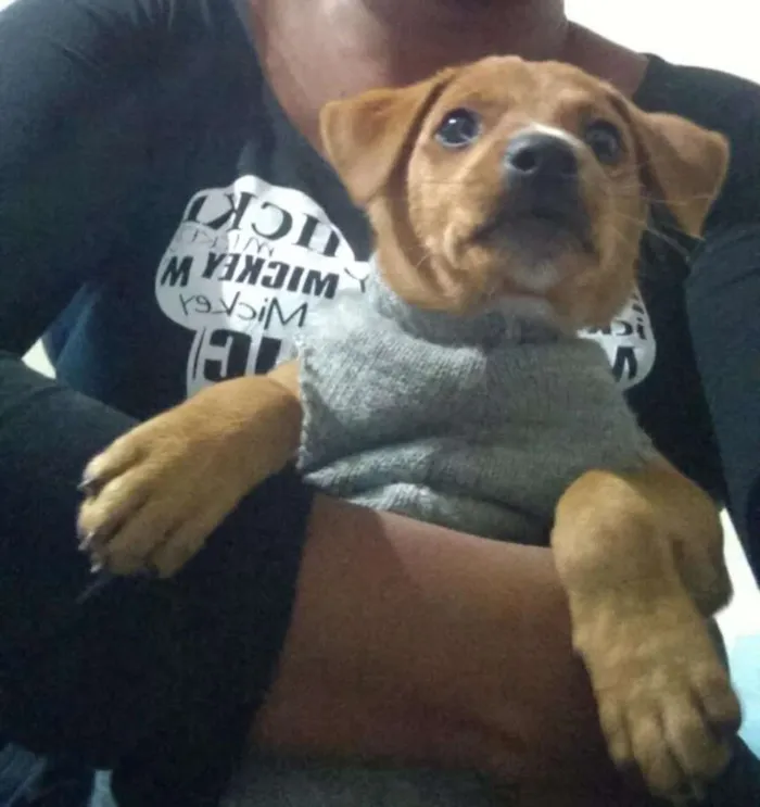 Cachorro ra a Mestiço idade 2 a 6 meses nome Billy