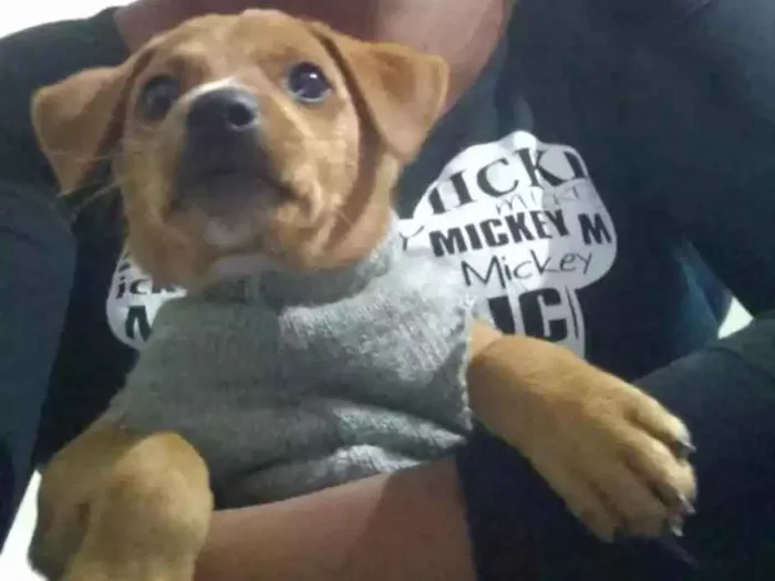 Cachorro ra a Mestiço idade 2 a 6 meses nome Billy