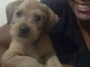 Cachorro raça Mestiço idade 2 a 6 meses nome Jhow