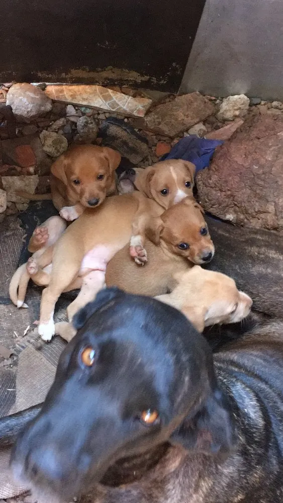 Cachorro raça  idade 2 a 6 meses nome Sem nome 