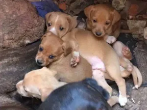 Cachorro raça  idade 2 a 6 meses nome Sem nome 