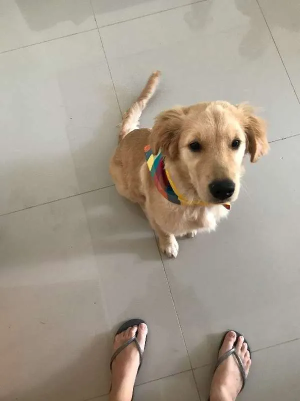 Cachorro ra a Golden Retriver idade 2 a 6 meses nome Paçoca