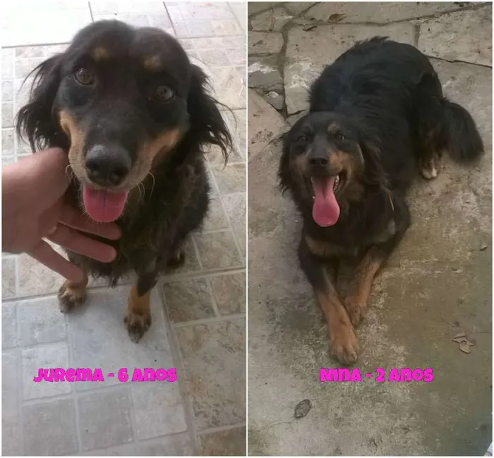 Cachorro ra a SRD idade 6 ou mais anos nome Jurema e Nina