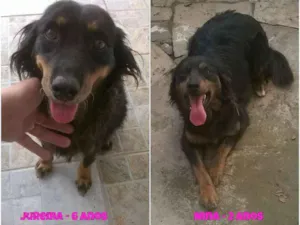 Cachorro raça SRD idade 6 ou mais anos nome Jurema e Nina