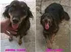 Cachorro raça SRD idade 6 ou mais anos nome Jurema e Nina