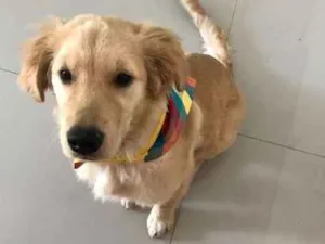 Cachorro raça Golden Retriver idade 2 a 6 meses nome Paçoca