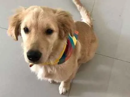 Cachorro ra a Golden Retriver idade 2 a 6 meses nome Paçoca