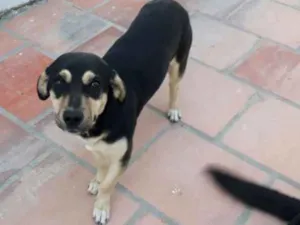Cachorro raça Indefinido idade 1 ano nome Carlos