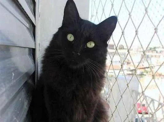 Gato ra a  idade 2 anos nome Melão