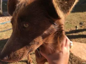 Cachorro raça Vira-lata idade 2 anos nome Não possui