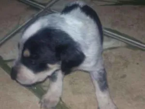 Cachorro raça * idade Abaixo de 2 meses nome *