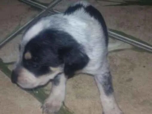 Cachorro ra a * idade Abaixo de 2 meses nome *