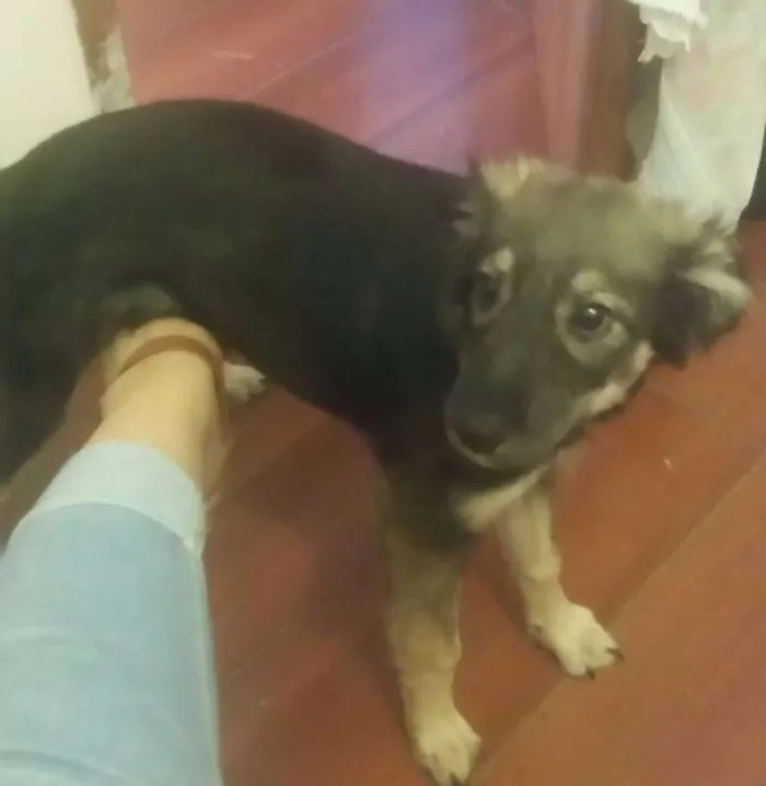 Cachorro raça sRd idade 2 a 6 meses nome Pity