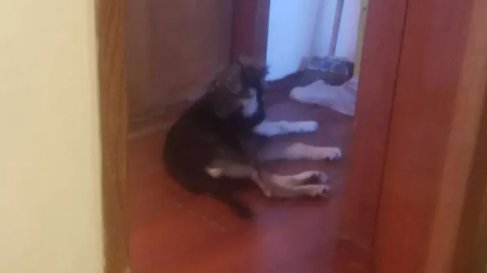 Cachorro raça sRd idade 2 a 6 meses nome Pity