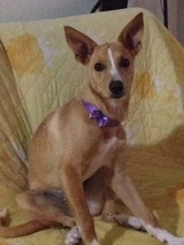 Cachorro ra a SRD idade 1 ano nome Luna