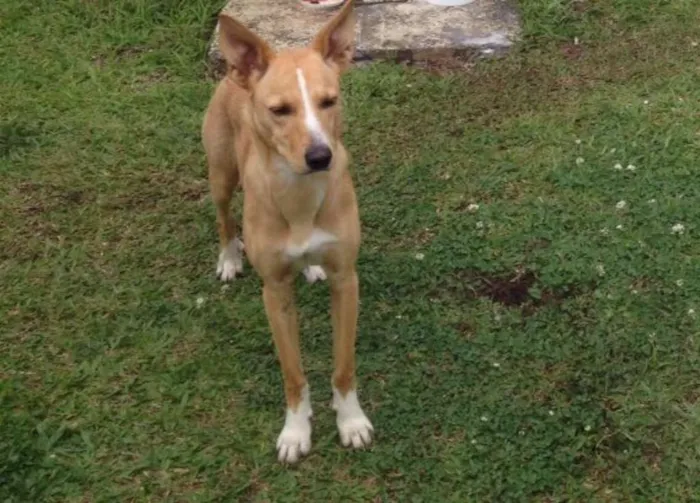 Cachorro ra a SRD idade 1 ano nome Luna
