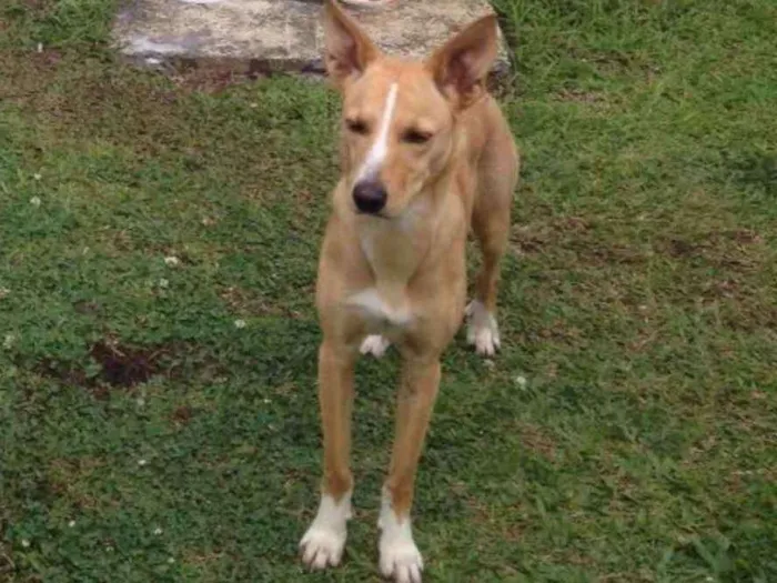 Cachorro ra a SRD idade 1 ano nome Luna