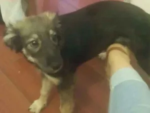 Cachorro raça sRd idade 2 a 6 meses nome Pity