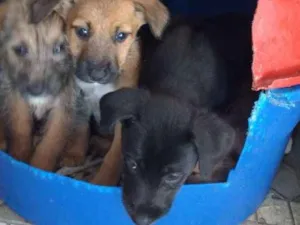 Cachorro raça Vira lata idade 2 a 6 meses nome Esperanças