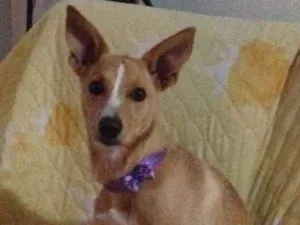 Cachorro raça SRD idade 1 ano nome Luna