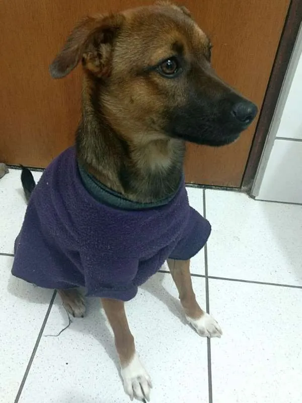 Cachorro ra a SRD idade 2 anos nome Theo