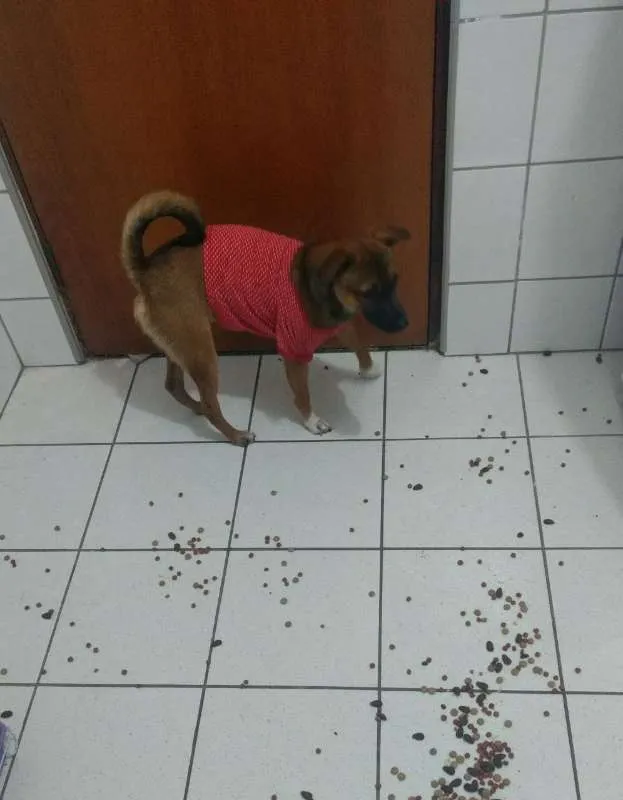 Cachorro ra a SRD idade 2 anos nome Theo