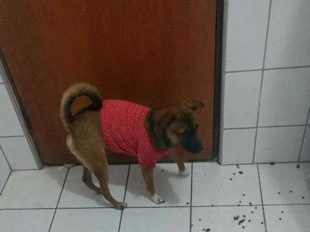 Cachorro ra a SRD idade 2 anos nome Theo