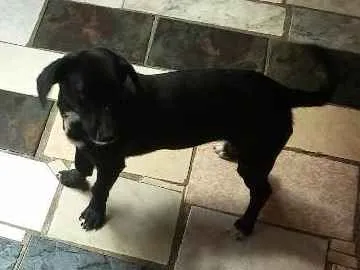 Cachorro raça vira lata idade 7 a 11 meses nome Glorinha