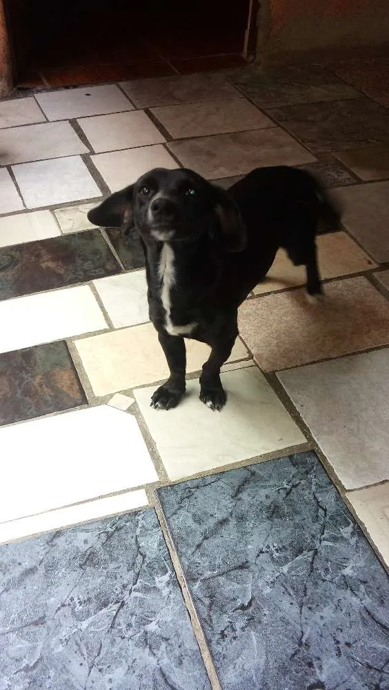 Cachorro raça vira lata idade 7 a 11 meses nome Glorinha