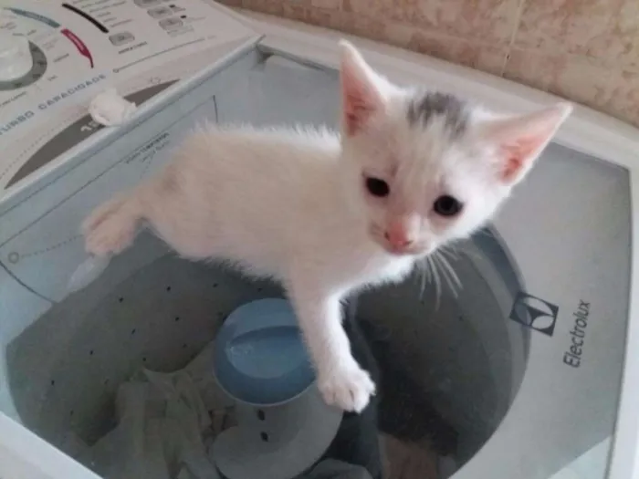 Gato ra a  idade Abaixo de 2 meses nome sara