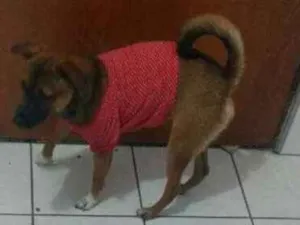 Cachorro raça SRD idade 2 anos nome Theo