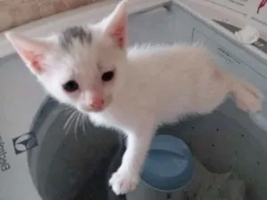 Gato raça  idade Abaixo de 2 meses nome sara