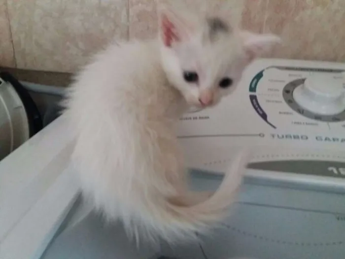 Gato ra a  idade Abaixo de 2 meses nome sara