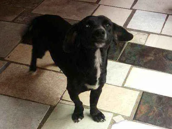 Cachorro raça vira lata idade 7 a 11 meses nome Glorinha