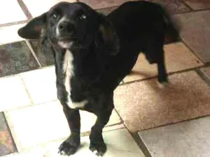 Cachorro raça vira lata idade 7 a 11 meses nome Glorinha