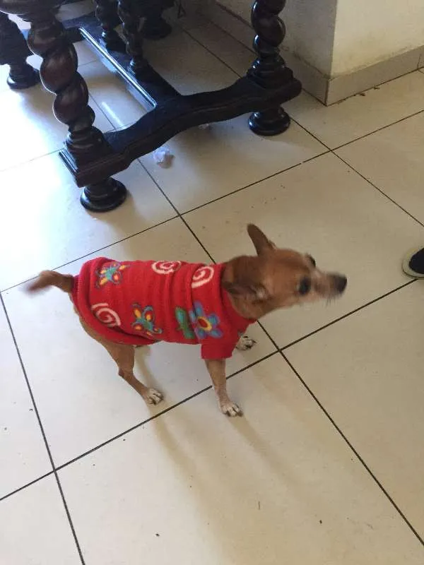 Cachorro ra a Pinscher idade 6 ou mais anos nome Cherry